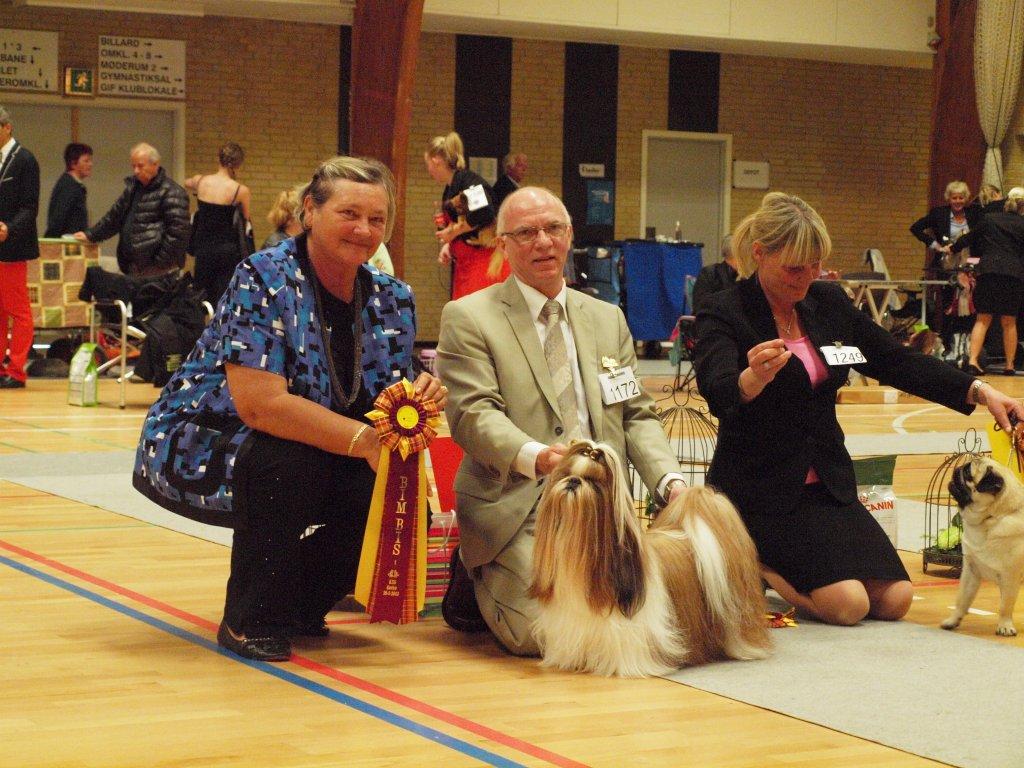 Shih Tzu Danmark